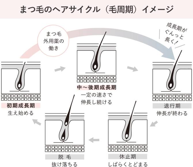 まつ毛のヘアサイクル（毛周期）イメージ