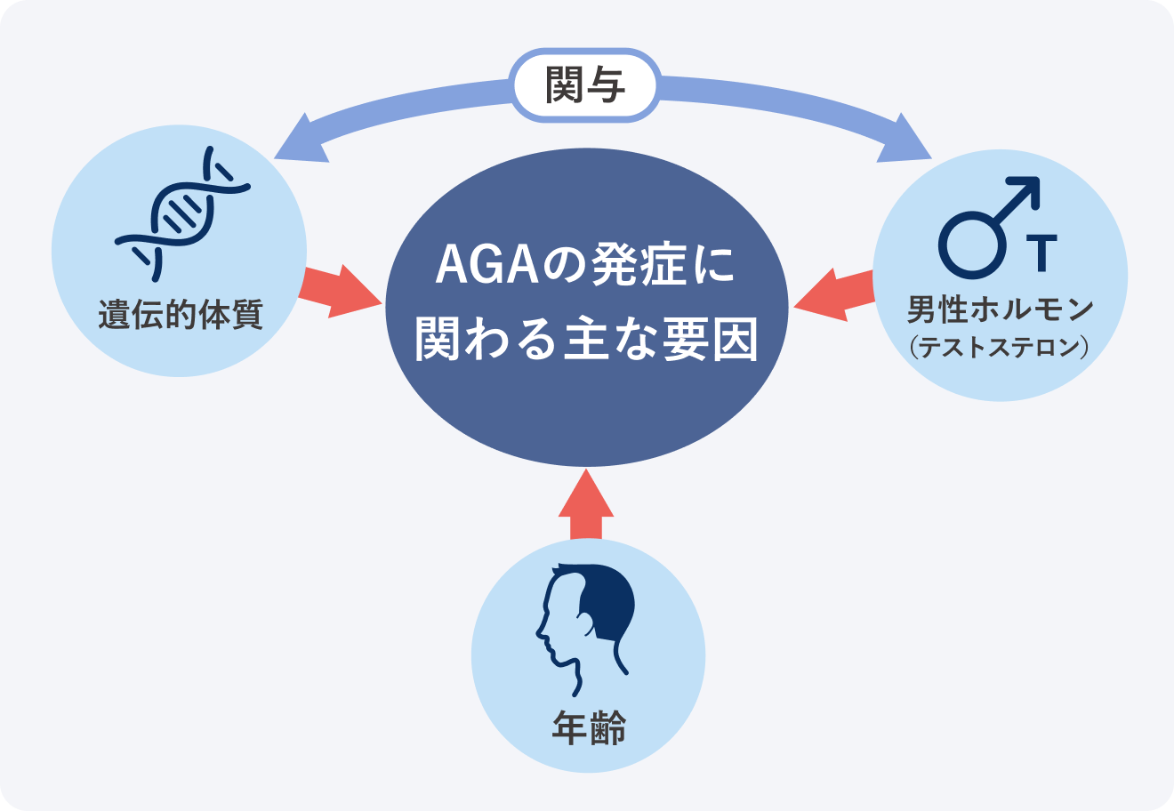 AGAの発症に関わる主な要因 遺伝的体質・年齢・男性ホルモン（テストステロン）