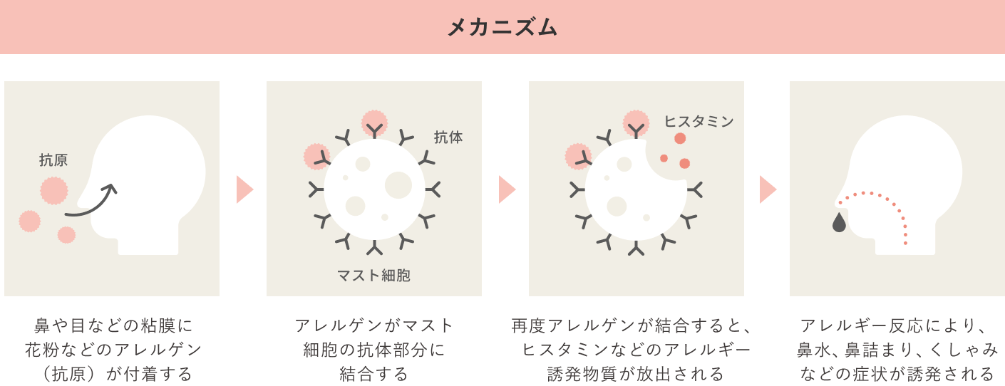 花粉症のメカニズムの説明