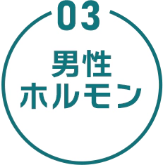 03 男性ホルモン