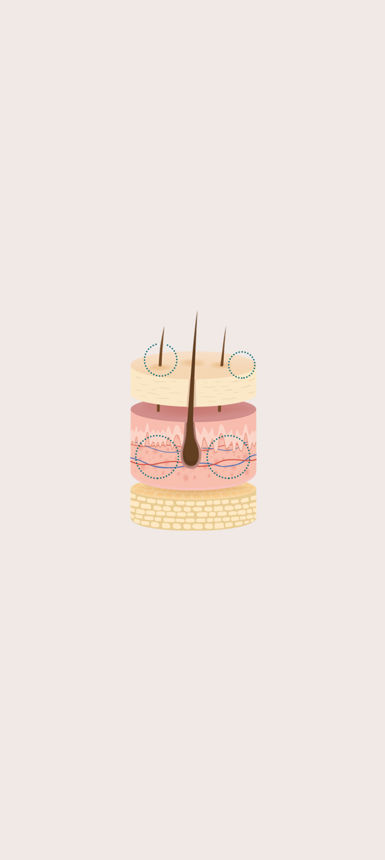 正常な髪の成長 男性ホルモンによる成長の抑制