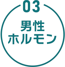 03 男性ホルモン