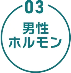 03 男性ホルモン