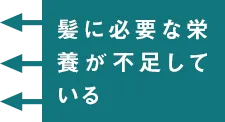 髪に必要な栄養が不足している