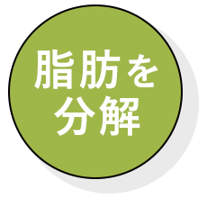 脂肪を分解