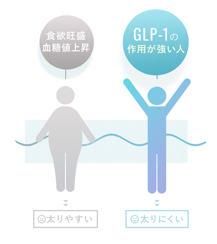 食欲王政血糖値上昇 太りやすい GLP-1の作用が強い人 太りにくい