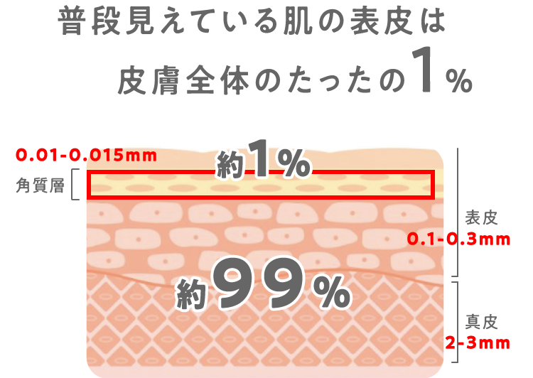 普段見えてる肌の表皮は皮膚全体の1%